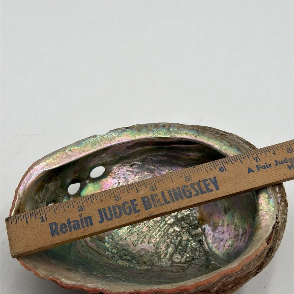 Extra Large Abalone Shell Unpolished Display Piece